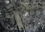 / Fossil Orthoceras & Goniatite Plate - Stoneware #58581-1